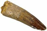 Fossil Spinosaurus Tooth - Real Dinosaur Tooth #310824-1